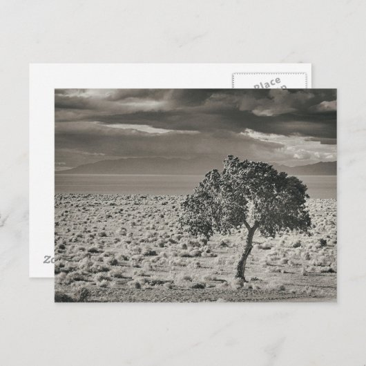 Pyramide Lake, Nevada Briefkaart (Voorkant / Achterkant)