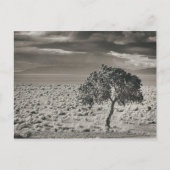 Pyramide Lake, Nevada Briefkaart (Voorkant)