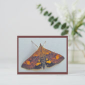 Pyrausta weesalis Snout Nose Moth Briefkaart (Staand voorkant)
