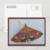 Pyrausta weesalis Snout Nose Moth Briefkaart (Voorkant / Achterkant)