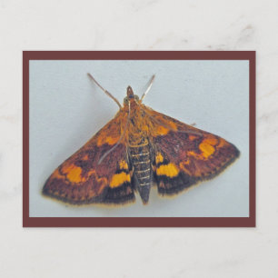 Pyrausta weesalis Snout Nose Moth Briefkaart