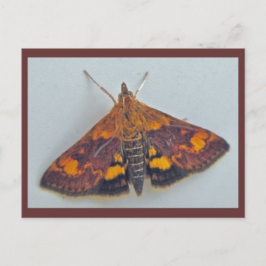 Pyrausta weesalis Snout Nose Moth Briefkaart (Voorkant)