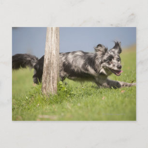 Pyrenean Shepherd gaat door de pool Briefkaart