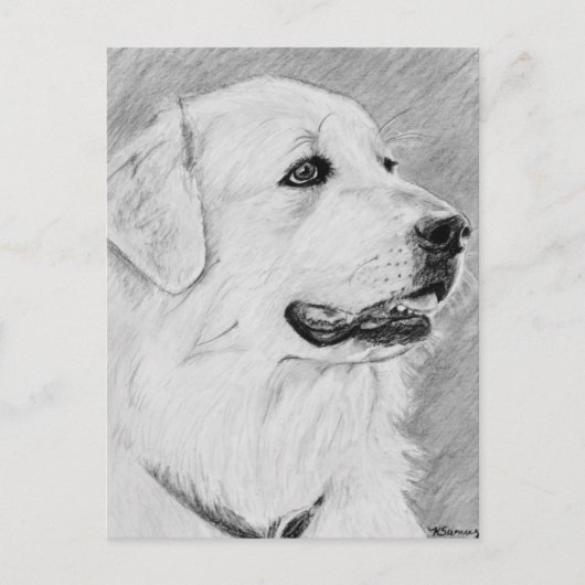 PyreneanMountainDog.jpg Briefkaart (Voorkant)