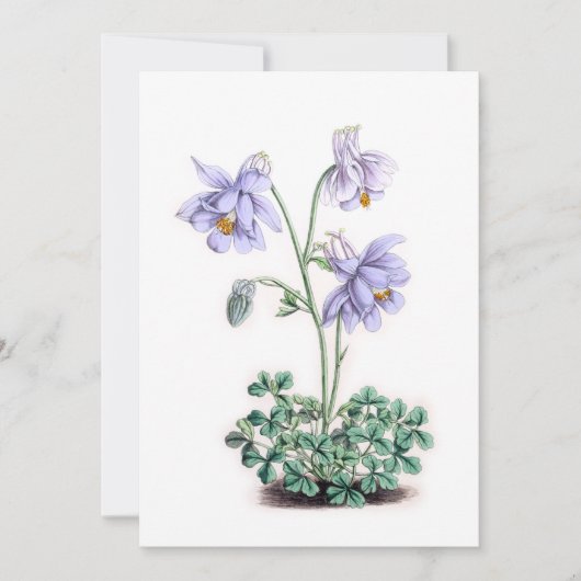 Pyreneeën Columbine - Aquilegia pyrenaica (Voorkant)