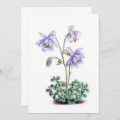 Pyreneeën Columbine - Aquilegia pyrenaica (Voorkant / Achterkant)