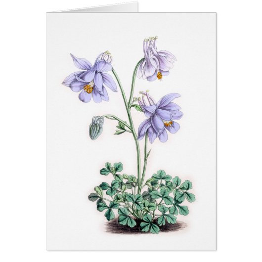 Pyreneeën Columbine - Aquilegia pyrenaica (Voorkant)