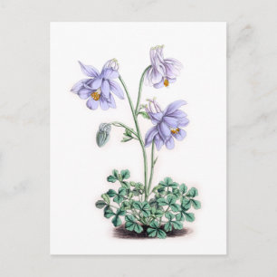 Pyreneeën Columbine - Aquilegia pyrenaica Briefkaart
