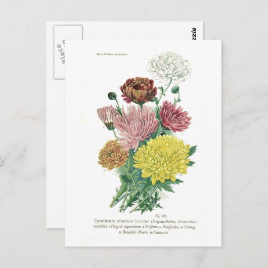 Pyrethrum sinense (Chrysanthemum) Briefkaart (Voorkant / Achterkant)
