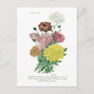 Pyrethrum sinense (Chrysanthemum) Briefkaart