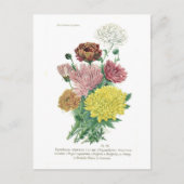 Pyrethrum sinense (Chrysanthemum) Briefkaart (Voorkant)