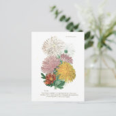 Pyrethrum sinense (Chrysanthemum) Briefkaart (Staand voorkant)
