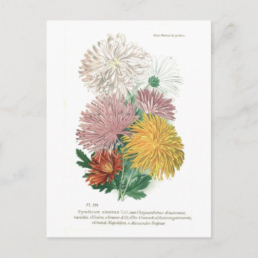 Pyrethrum sinense (Chrysanthemum) Briefkaart (Voorkant)