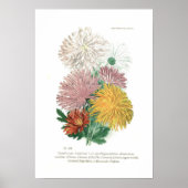 Pyrethrum sinense (Chrysanthemum) Poster (Voorkant)