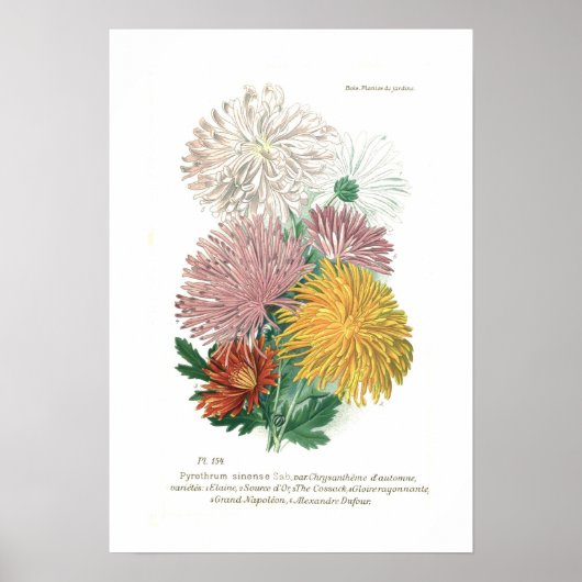 Pyrethrum sinense (Chrysanthemum) Poster (Voorkant)