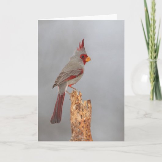 Pyrhuloxie op een tak kaart (Voorkant)