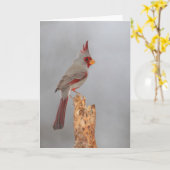 Pyrhuloxie op een tak kaart (Gele Bloem)