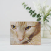 PyroKat Briefkaart (Staand voorkant)