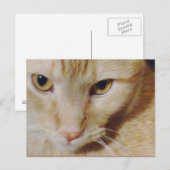 PyroKat Briefkaart (Voorkant / Achterkant)