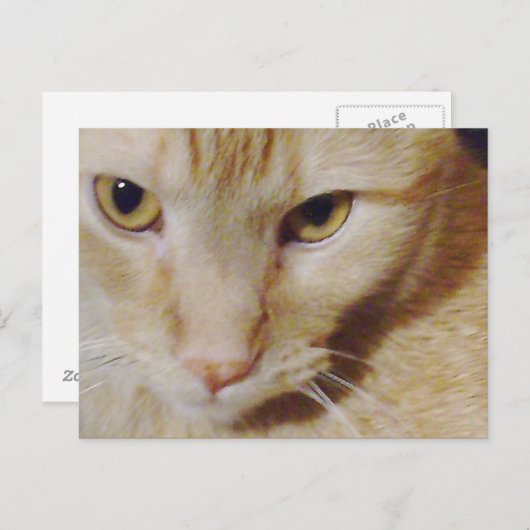 PyroKat Briefkaart (Voorkant / Achterkant)