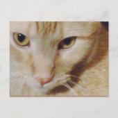 PyroKat Briefkaart (Voorkant)