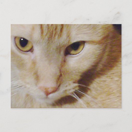 PyroKat Briefkaart (Voorkant)