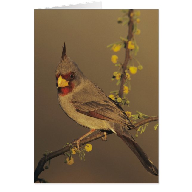 Pyrrhuloxia, Cardinalis sinuatus (Voorkant)