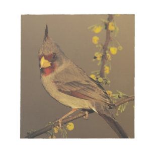Pyrrhuloxia, Cardinalis sinuatus Notitieblok