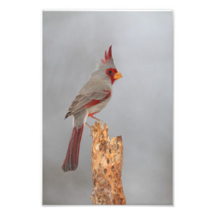 Pyrrhuloxia op een tak foto afdruk