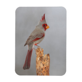 Pyrrhuloxia op een tak magneet