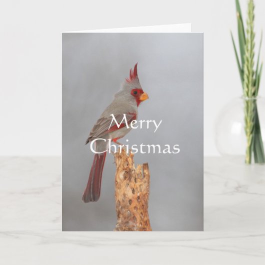 Pyrrhuloxia op een tak, Vrolijke Kerstmis Feestdagen Kaart (Voorkant)