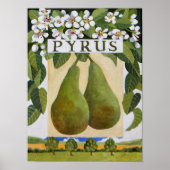 Pyrus Poster (Voorkant)
