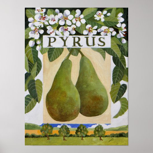 Pyrus Poster (Voorkant)