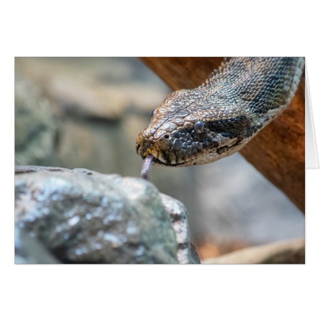 Python (Voorkant Horizontaal)