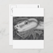 Python Briefkaart (Voorkant / Achterkant)