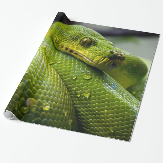 Python Cadeaupapier (Uitgerold)