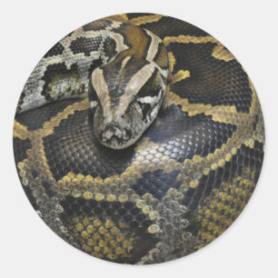 "Python" design geschenken en producten Ronde Sticker