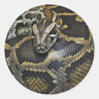"Python" design geschenken en producten Ronde Sticker