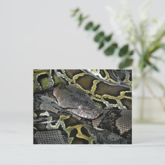 Python molurus bivittatus briefkaart (Staand voorkant)