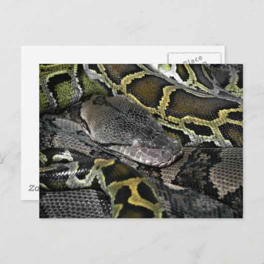 Python molurus bivittatus briefkaart (Voorkant / Achterkant)