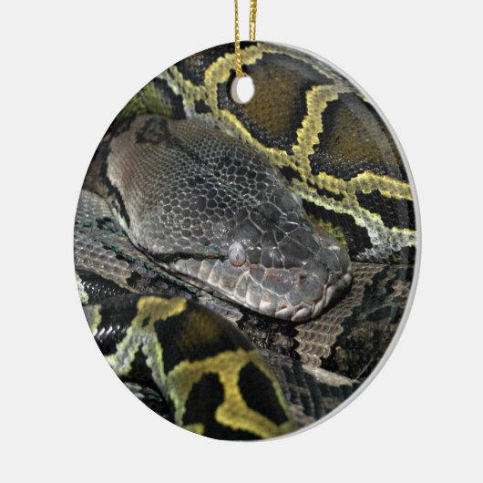 Python molurus bivittatus keramisch ornament (Links)