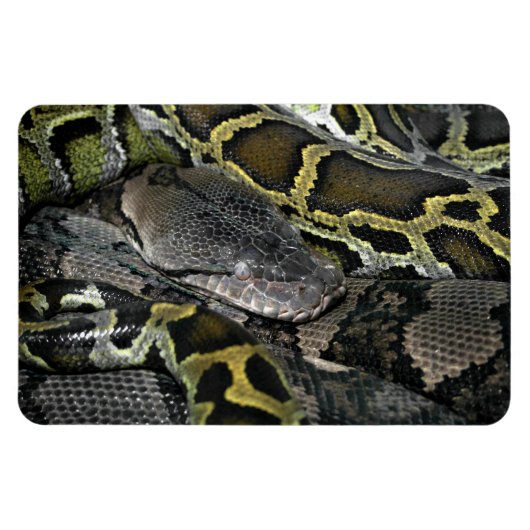 Python molurus bivittatus magneet (Horizontaal)