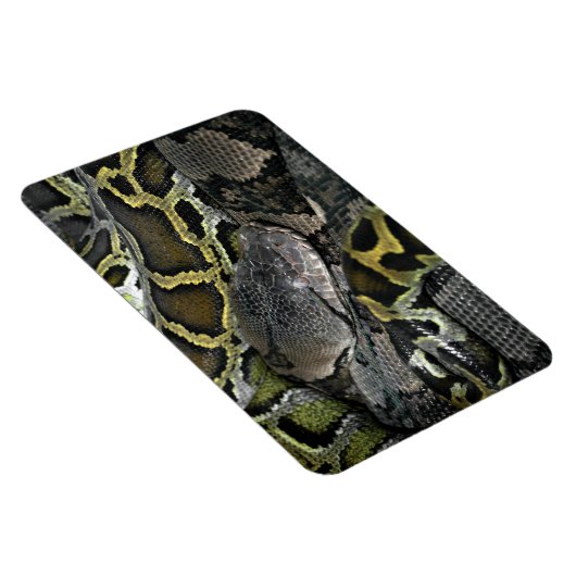 Python molurus bivittatus magneet (Rechterzijde)