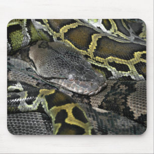 Python molurus bivittatus muismat