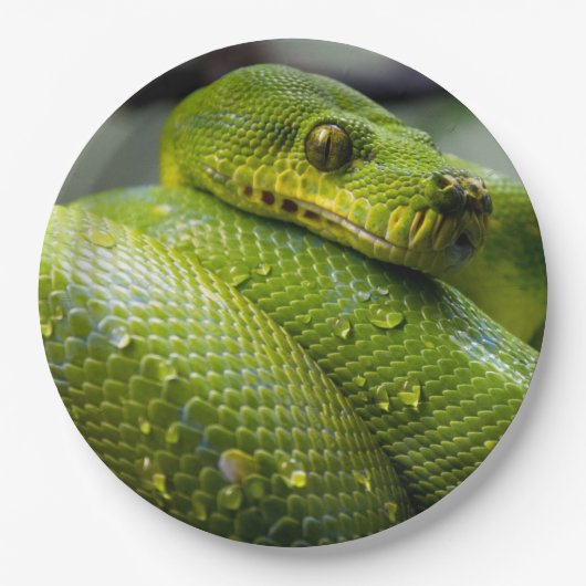 Python Papieren Bordje (Voorkant)