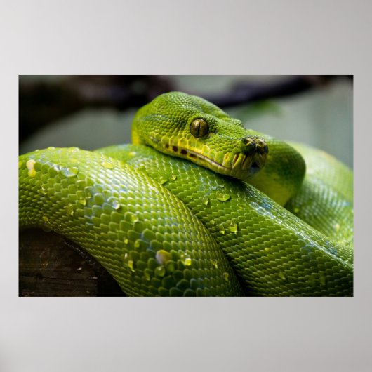 Python Poster (Voorkant)