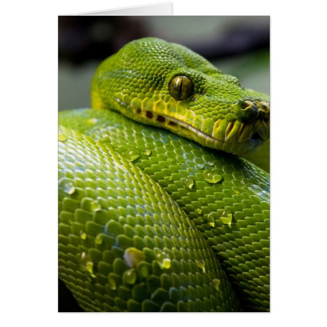 Python Snake (Voorkant)