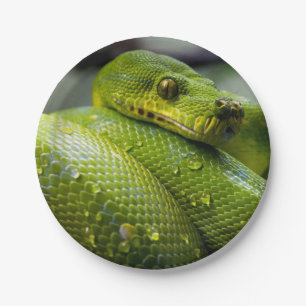 Python Snake Animal Papieren Bordje