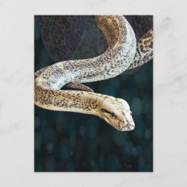Python Snake Briefkaart