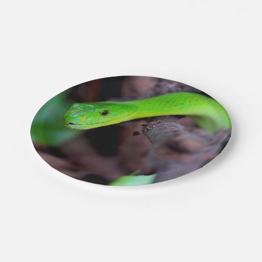 Python Snake Papieren Bordje (Gekanteld)